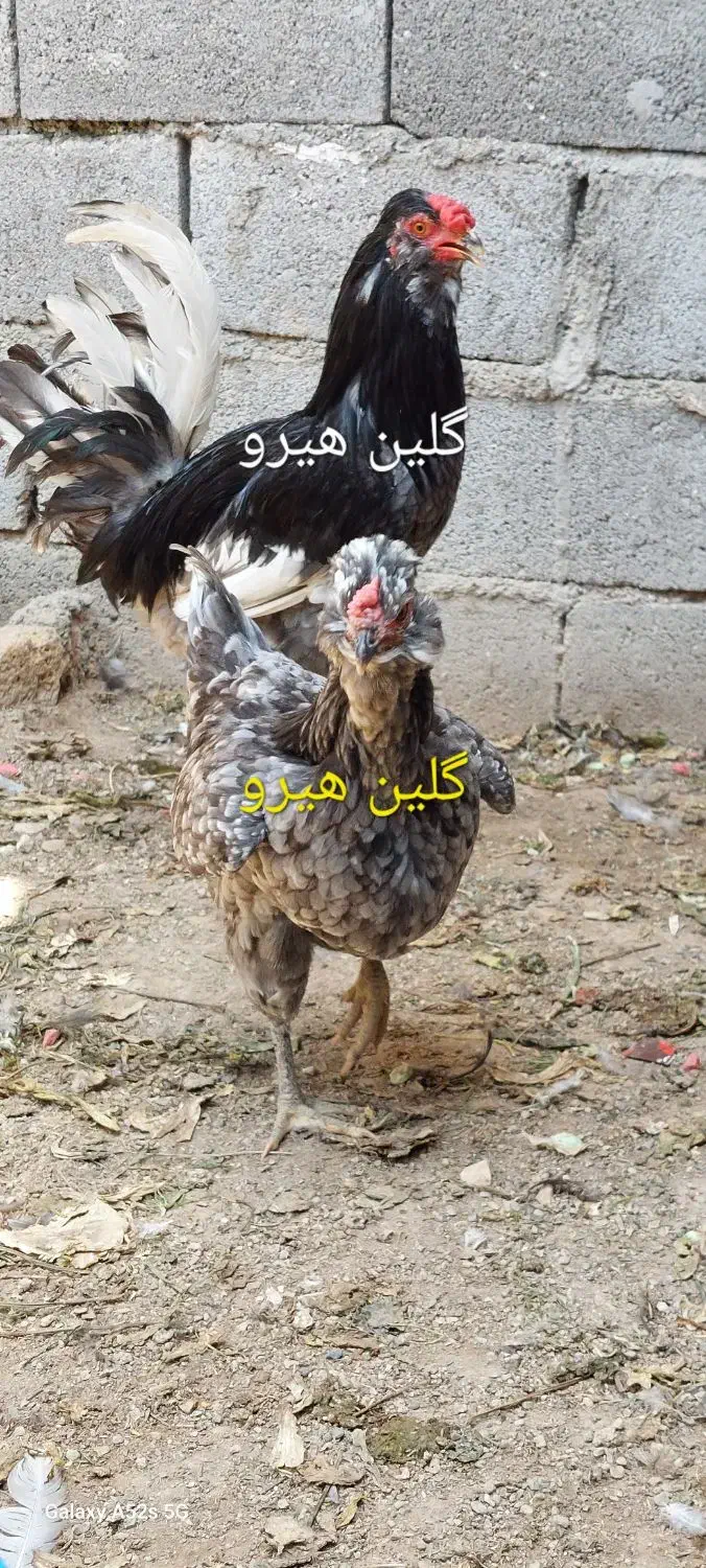 تخم مرغ نطفه دار گلین هیرو|حیوانات مزرعه|کهریزک, |دیوار