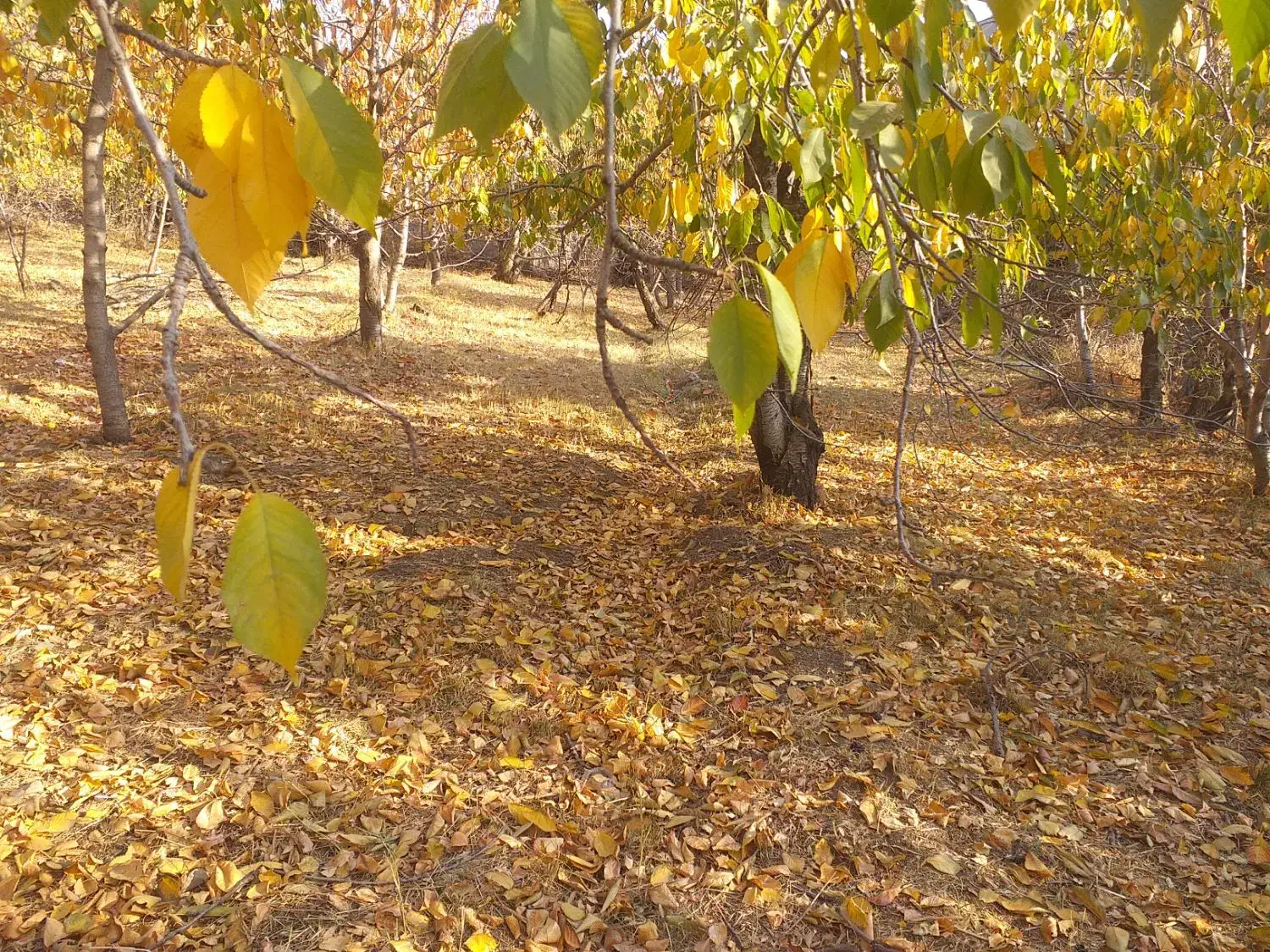 فروش زمین در لواسان کوچک روستایی کند|فروش زمین و ملک کلنگی|لواسان, |دیوار