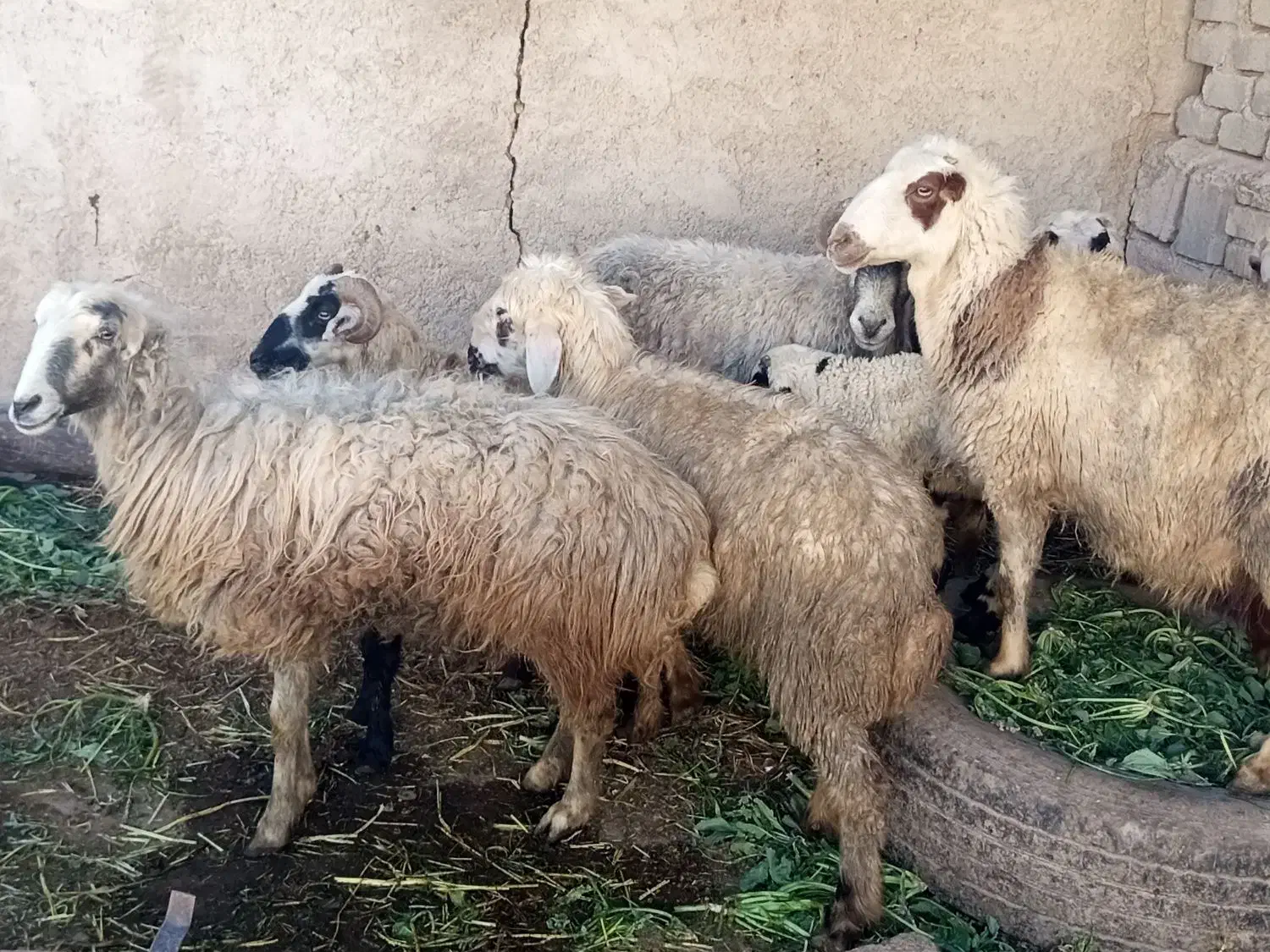 فروش میش|حیوانات مزرعه|داراب, |دیوار