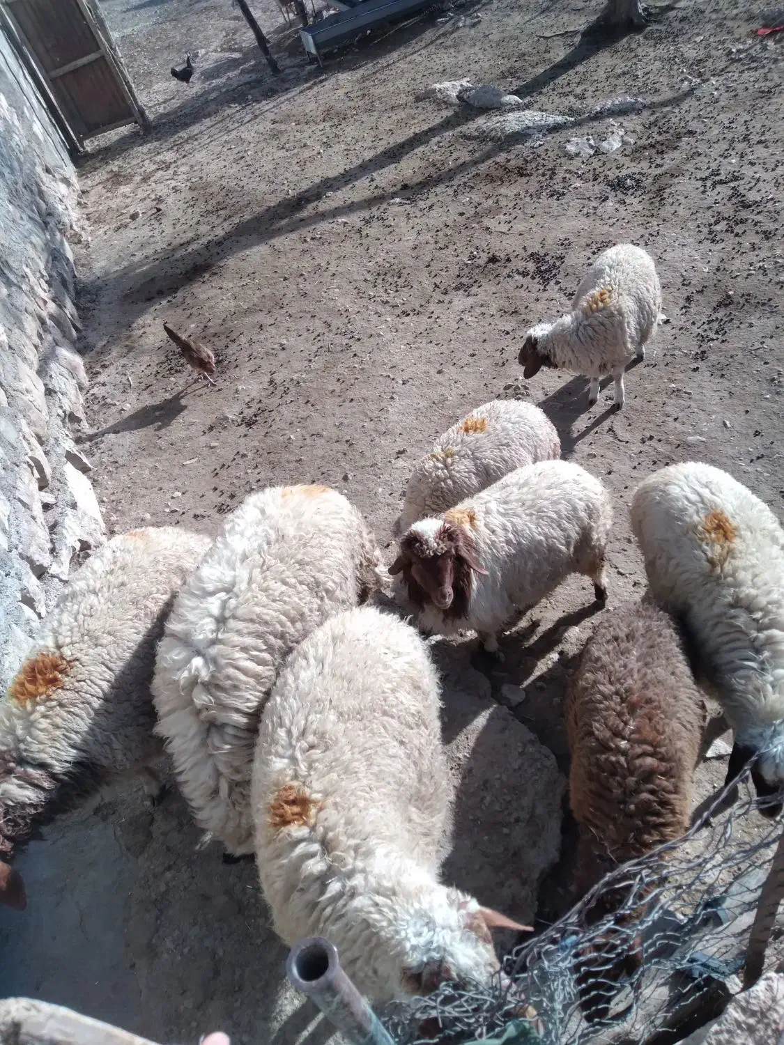 بره و بزغاله فروشی|حیوانات مزرعه|سرپل ذهاب, |دیوار