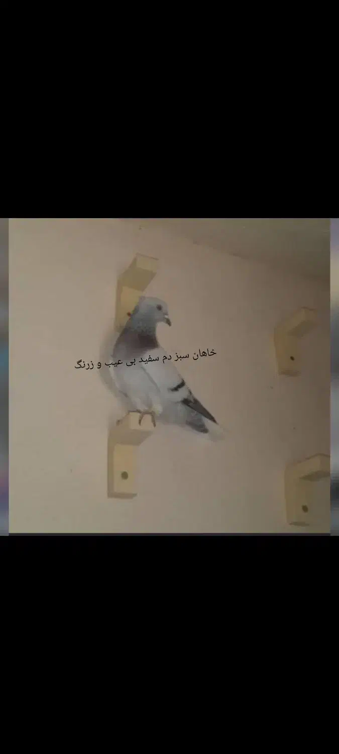 سبز دم سفید و پشتی|پرنده|شیراز, شهرک مفتح|دیوار