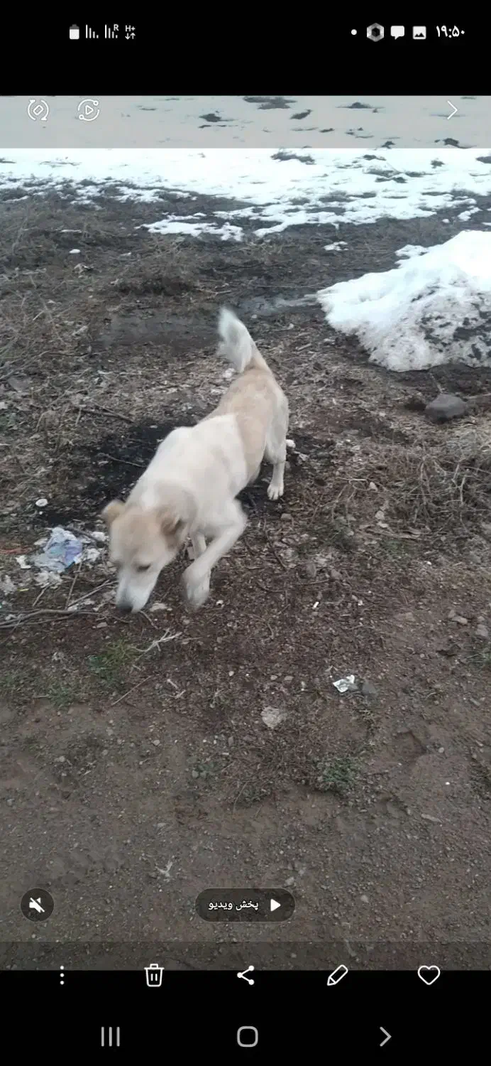 ماده سگ گلیی|سگ|دیلمان, |دیوار