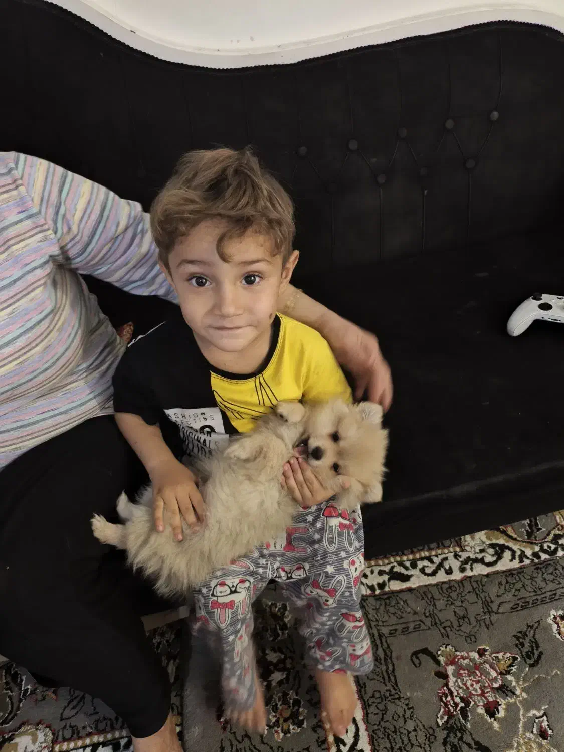 سگ پامر 3ماهه رنگ کاراملی بسیار بازیگوش|سگ|ورامین, ورامین|دیوار