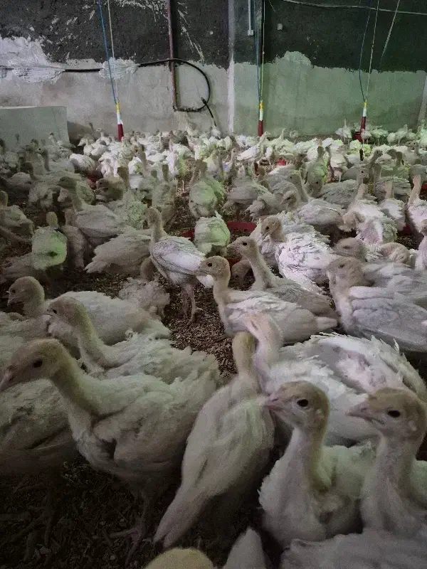 بوقلمون بیوتی 6یکماهه فوق سنگین|حیوانات مزرعه|مشهد, دهشک|دیوار