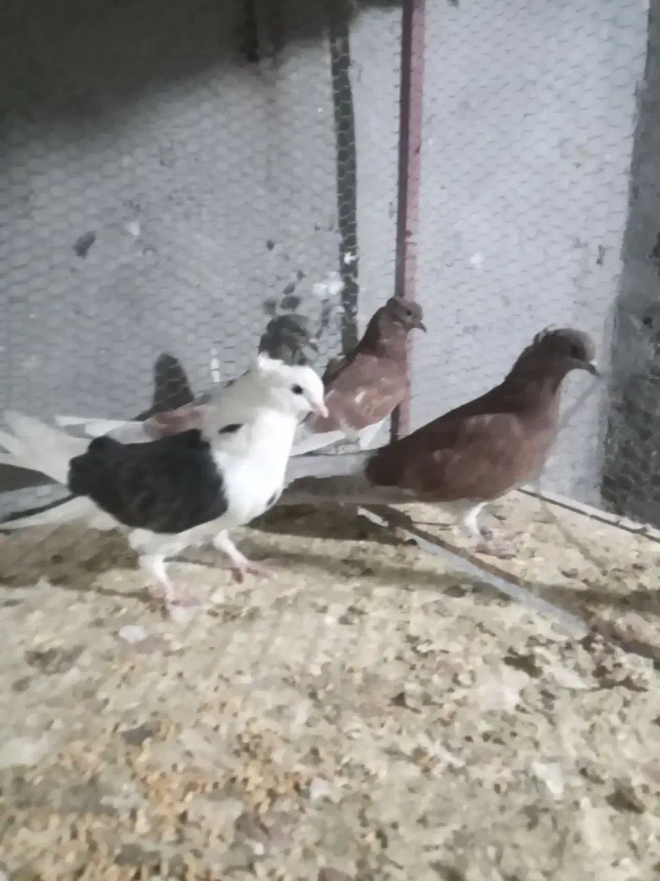 همه پرشی|پرنده|اردکان, |دیوار