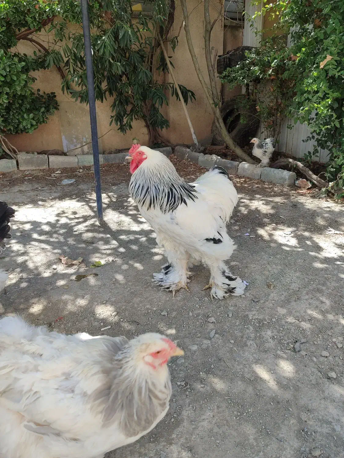 تخم مرغ نطفه دار برهما رومانی اصیل|حیوانات مزرعه|کرمانشاه, |دیوار