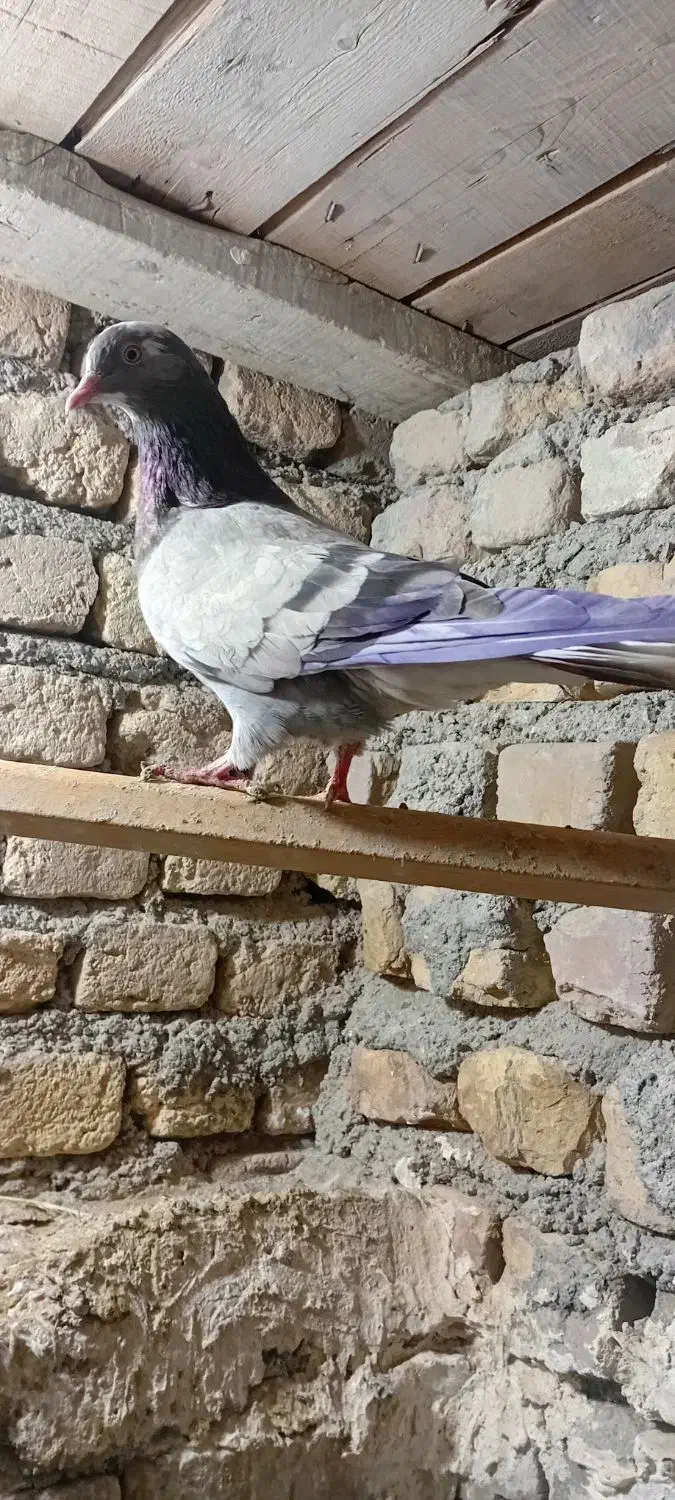 تار شده|حیوانات|الیگودرز, |دیوار