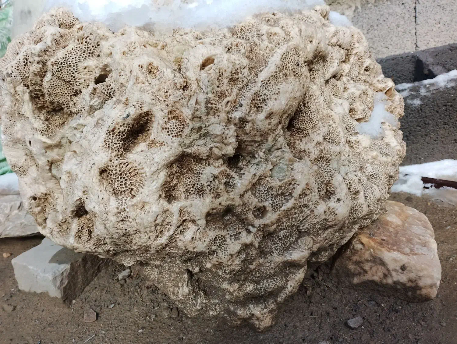 سنگ مرجان|کلکسیون اشیاء عتیقه|دهگلان, |دیوار