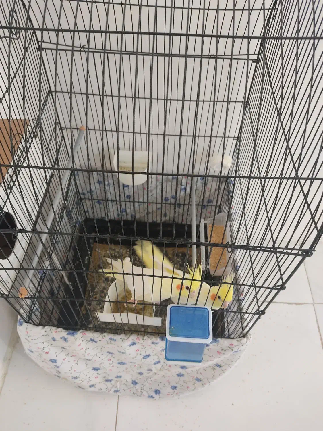 جفت عروس هلندی نروماده زعفرانی|پرنده|مشهد, شهرک بهارستان|دیوار