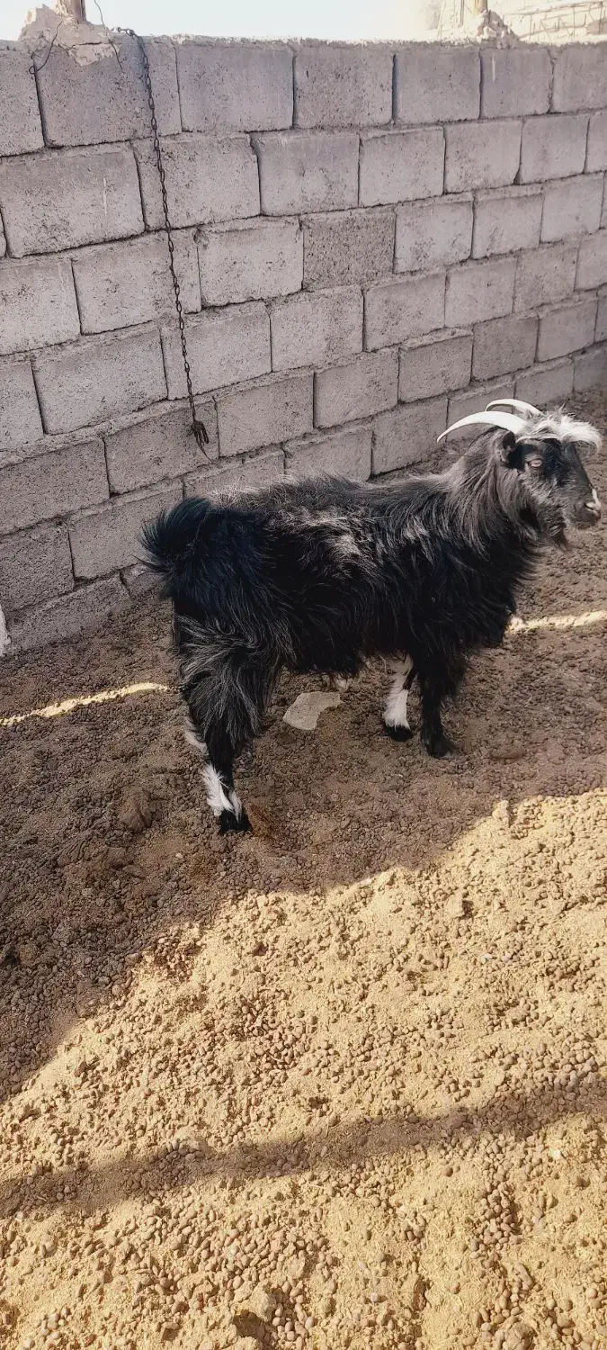 بز چاق|حیوانات مزرعه|تیمور آباد, |دیوار