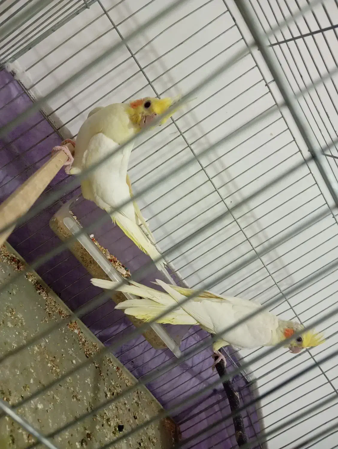 ۳ عدد عروس هلندی|پرنده|نقده, |دیوار