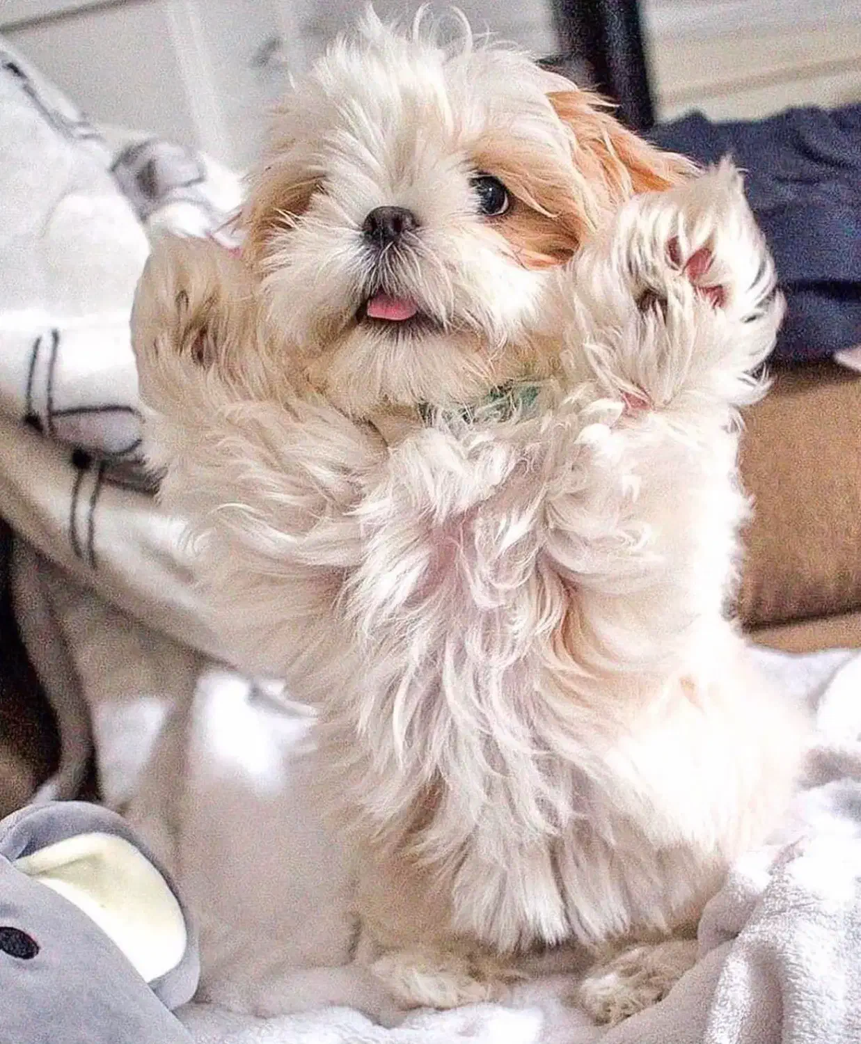 شیتزو وایت فیس|سگ|تهران, ولنجک|دیوار