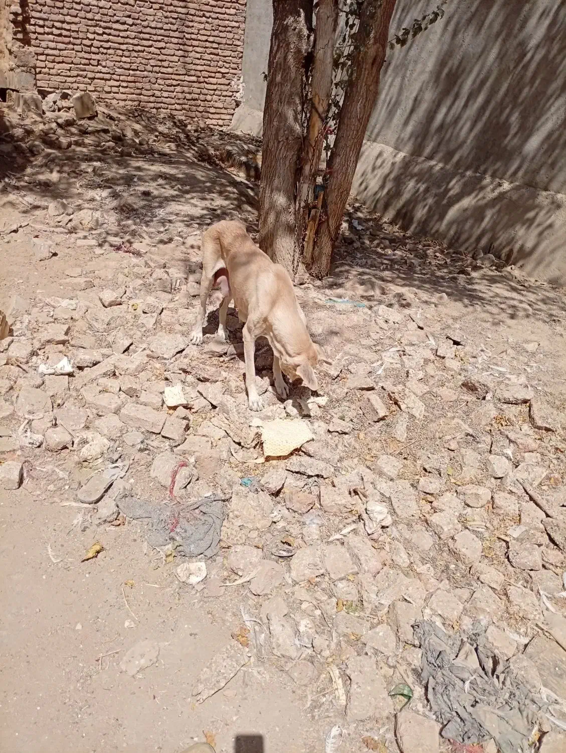 سهرابی|سگ|اسدآباد, |دیوار