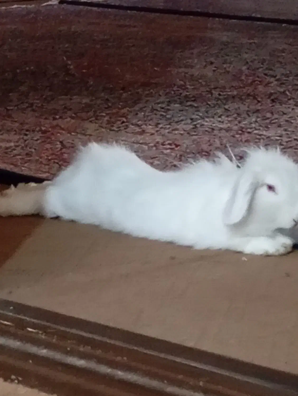 واگذاری خرگوش نیمه لوپ|موش و خرگوش|کرمان, |دیوار