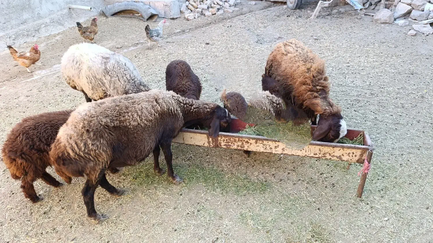 فروش گوسفند با بره|حیوانات مزرعه|سراب, |دیوار