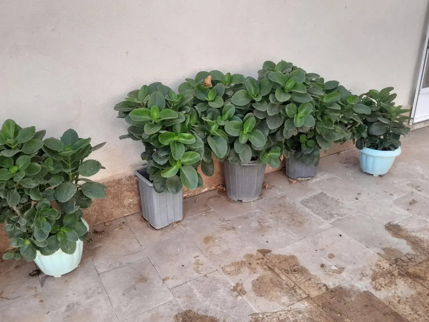 گل و گیاه|گل و گیاه طبیعی|دلیجان, |دیوار