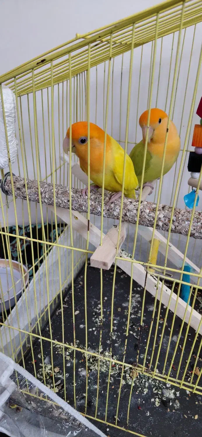 طوطی|پرنده|مهاباد (آذربایجان غربی), |دیوار