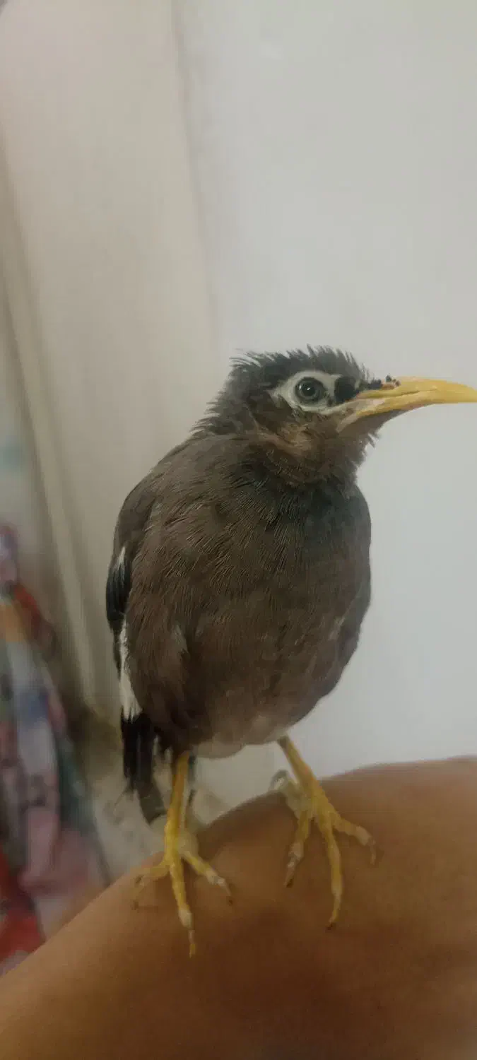 مرغ مینا|پرنده|قم, وادی السلام|دیوار