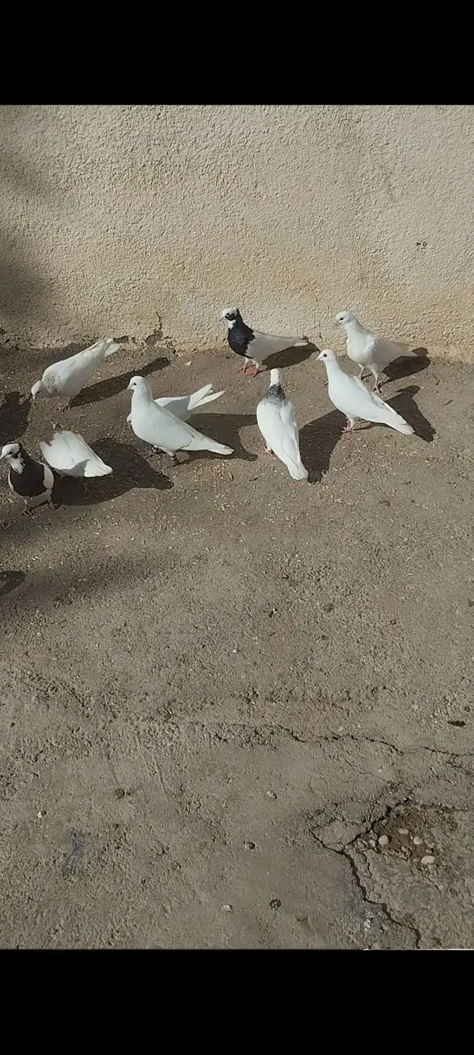 کبوتر طوقی|پرنده|اسفرورین, |دیوار