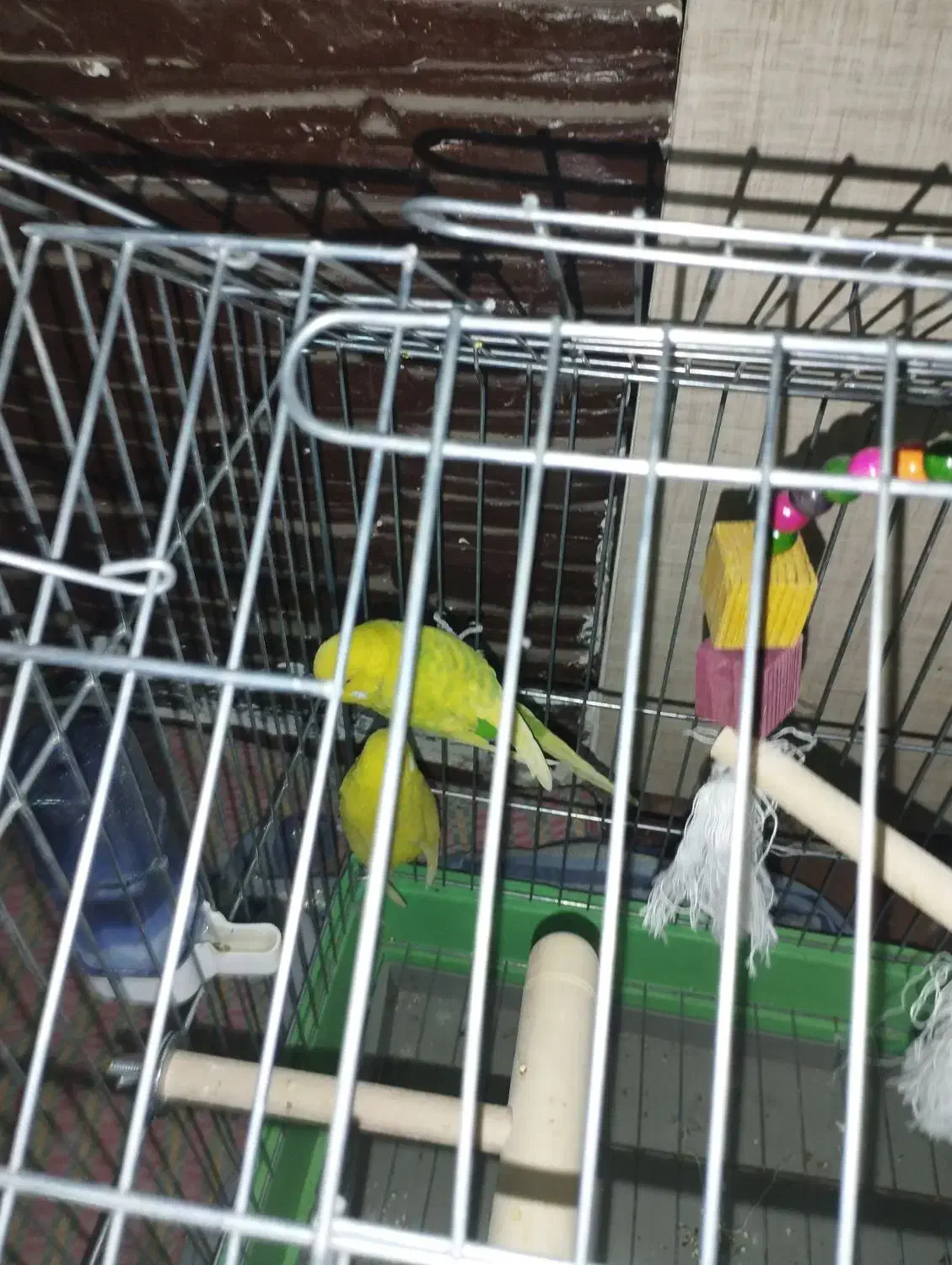 مرغ عشق هلندی|پرنده|ارومیه, |دیوار