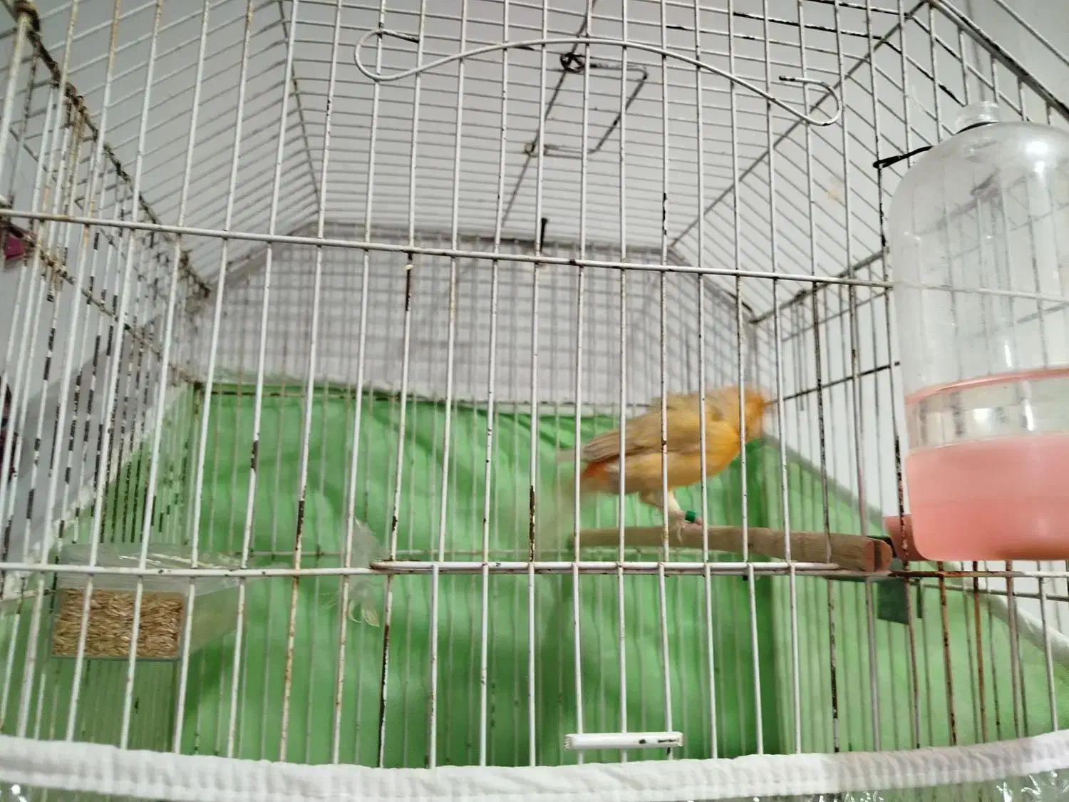 قناری شتری|پرنده|شیراز, چشمه سید صفری|دیوار