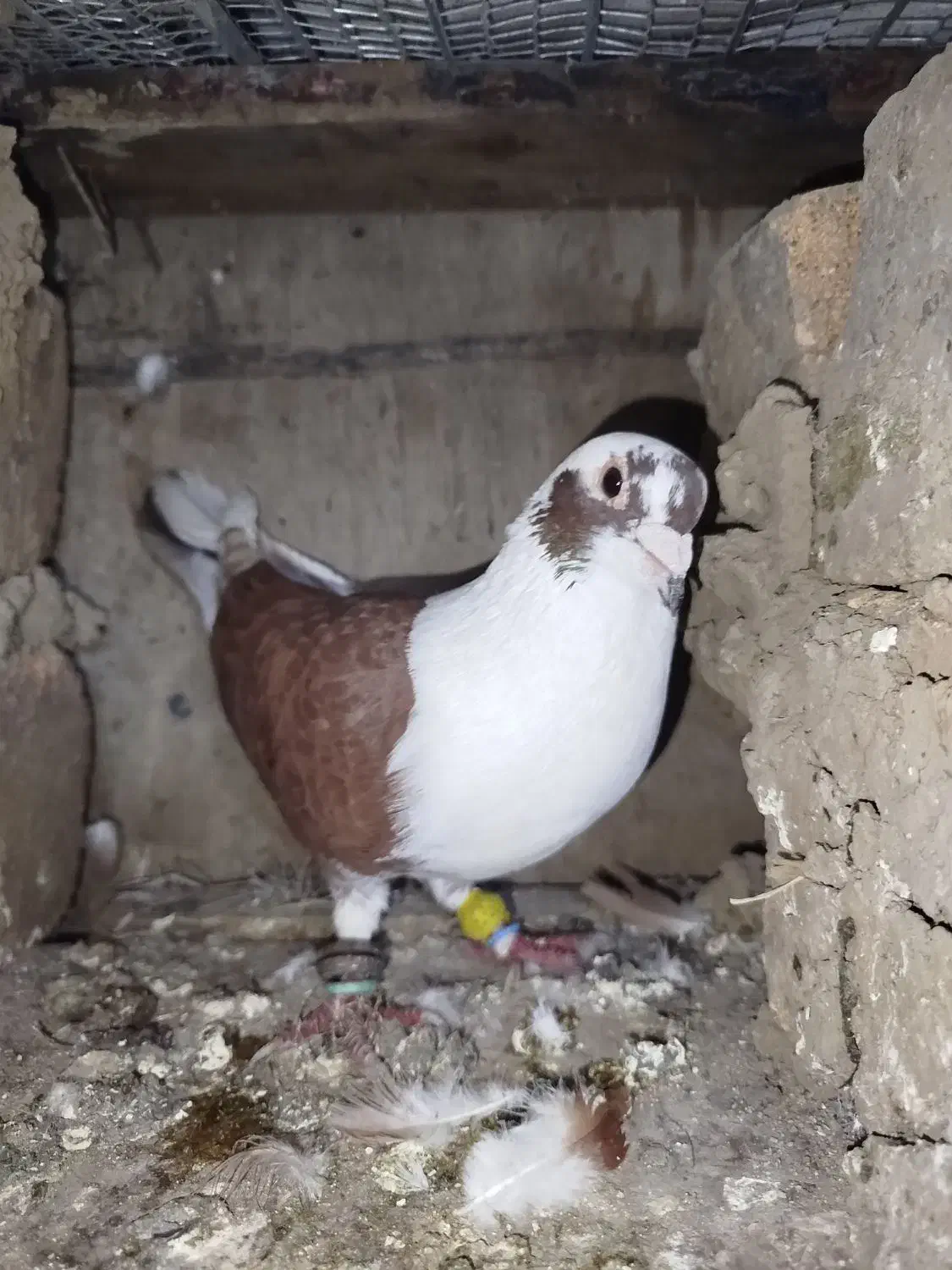 کبوتر بقدادی|پرنده|قائم‌شهر, |دیوار