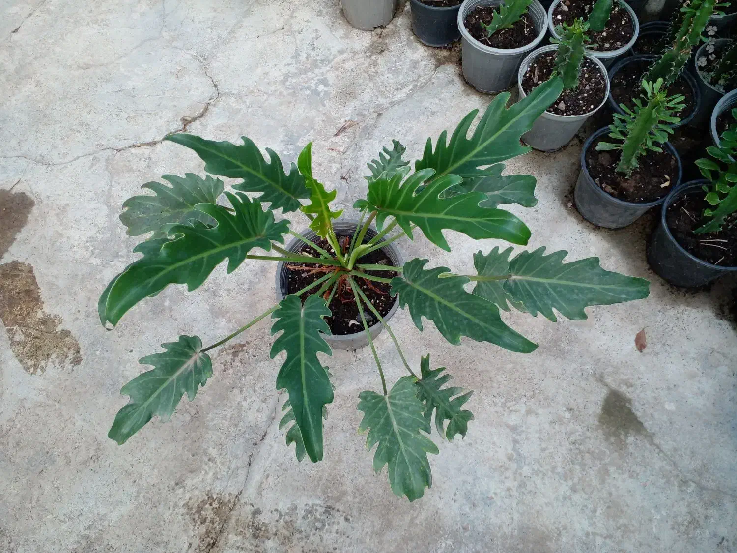 گل گل گل|گل و گیاه طبیعی|رشت, گلباغ نماز|دیوار