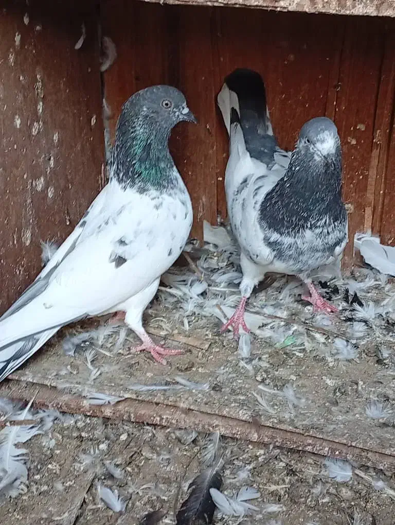 مرغ محلی ریشی|پرنده|بوشهر, |دیوار