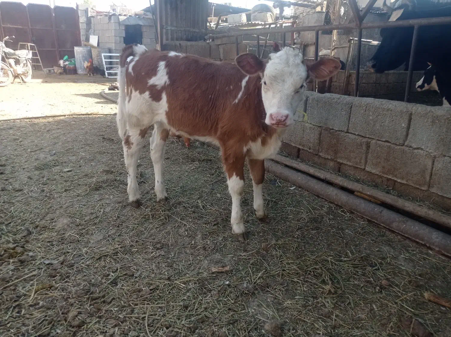 گاو زایبده درجه یک|حیوانات مزرعه|بهبهان, |دیوار