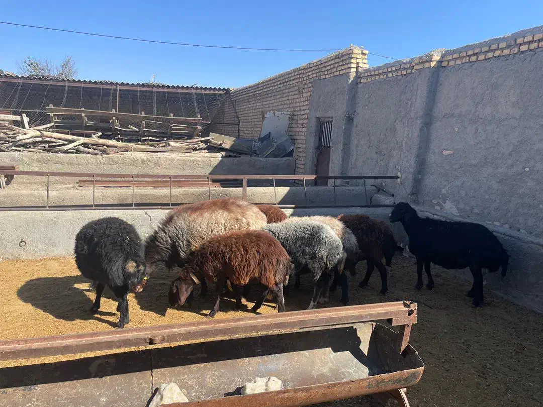 میش آبستن از هترو|حیوانات مزرعه|مشهد, آبکوه|دیوار