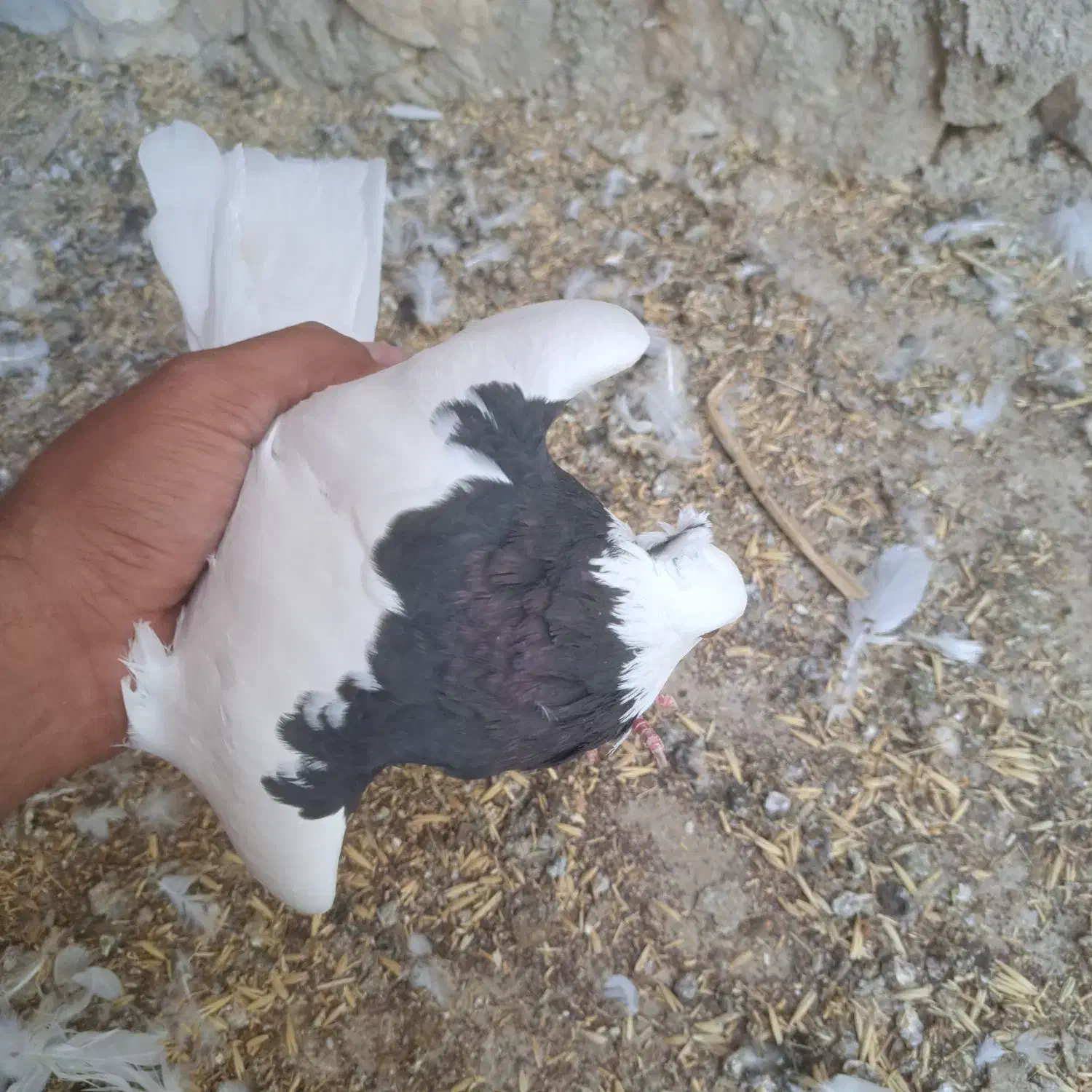 طوق سیاه|پرنده|دهدشت, |دیوار