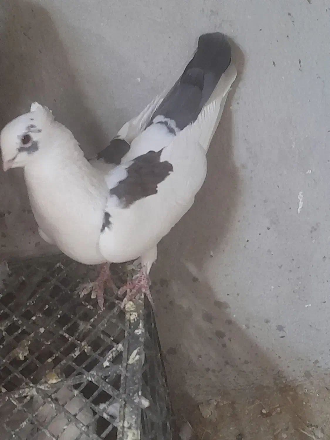 پرنده|پرنده|جوانرود, |دیوار