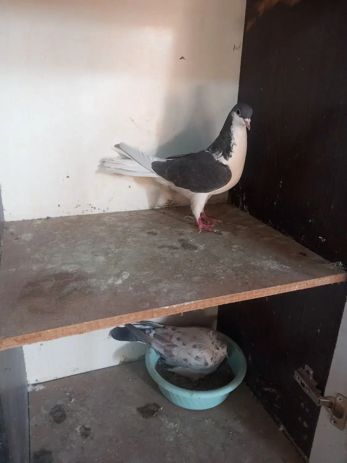 کبوتر|پرنده|قم, کاسه گران|دیوار