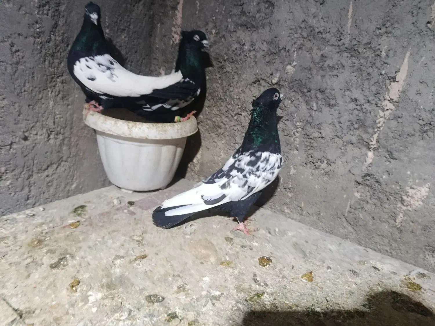 جفت گاه|پرنده|چناران, |دیوار