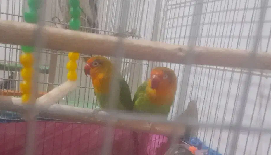 عروس  برزیلی فیشر  مرغ عشق  فنچ کینگ|پرنده|شوشتر, |دیوار