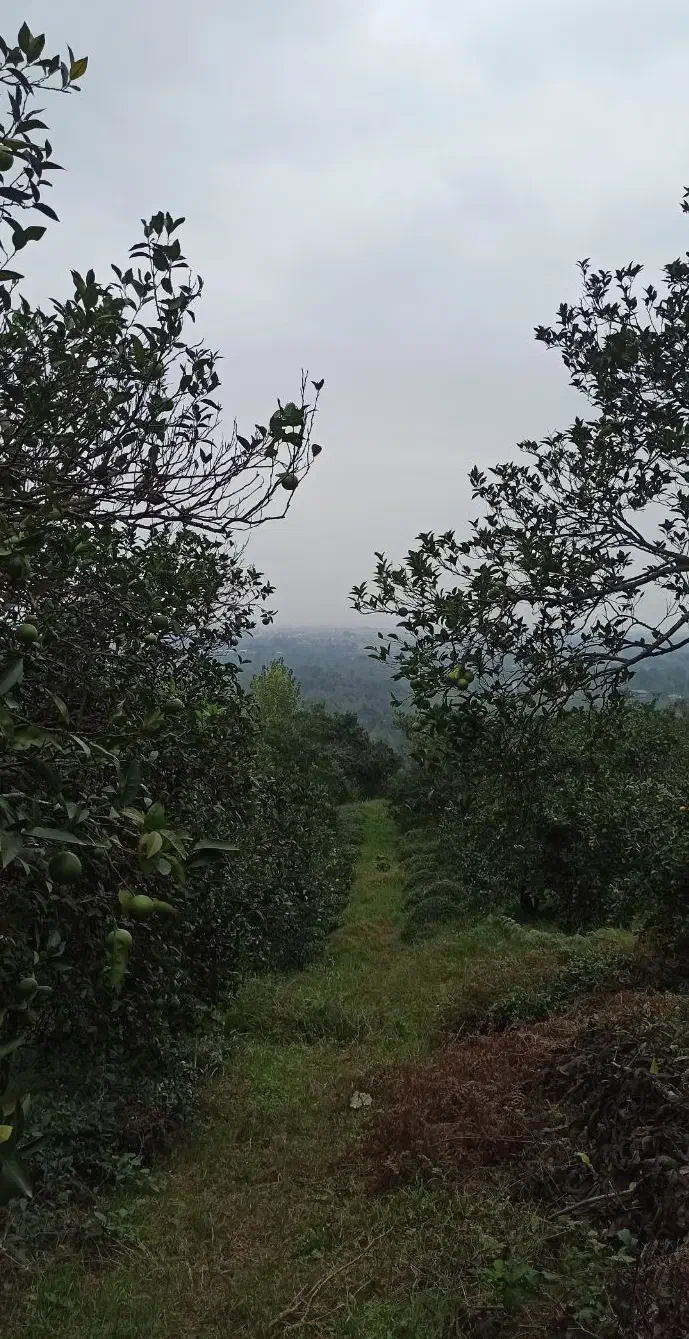 فروش زمین باغی سلاکجان (قیمت توافقی)|فروش زمین و ملک کلنگی|واجارگاه, |دیوار