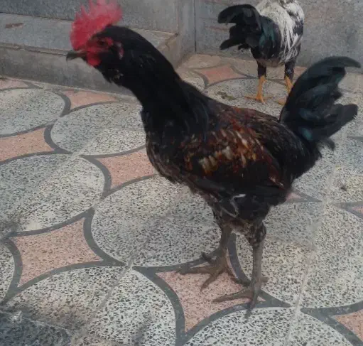 فروشی|حیوانات مزرعه|شیراز, گویم|دیوار