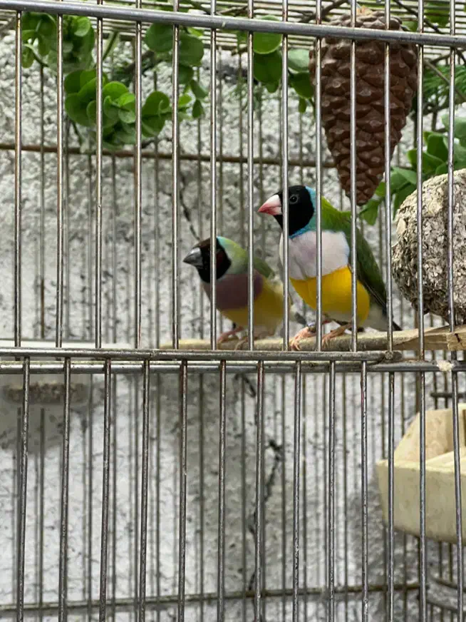 فنچ گلدین|پرنده|اسلام‌شهر, شهرک مفیدی|دیوار