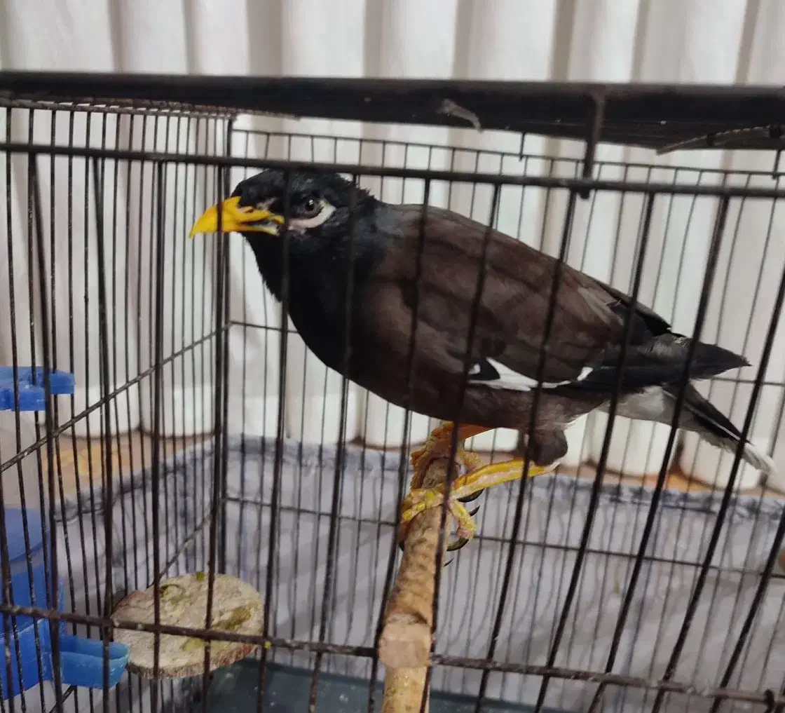 مرغ مینا سخنگو|پرنده|بهارستان, |دیوار