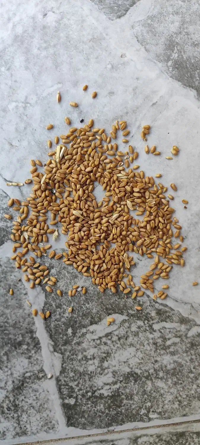 گندم کلات|خدمات باغبانی و درختکاری|کلاله, |دیوار