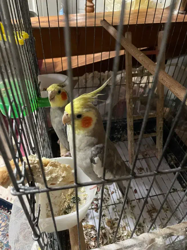 عروس هلندی نر و ماده آهویی زیبا|پرنده|رشت, گلسار|دیوار