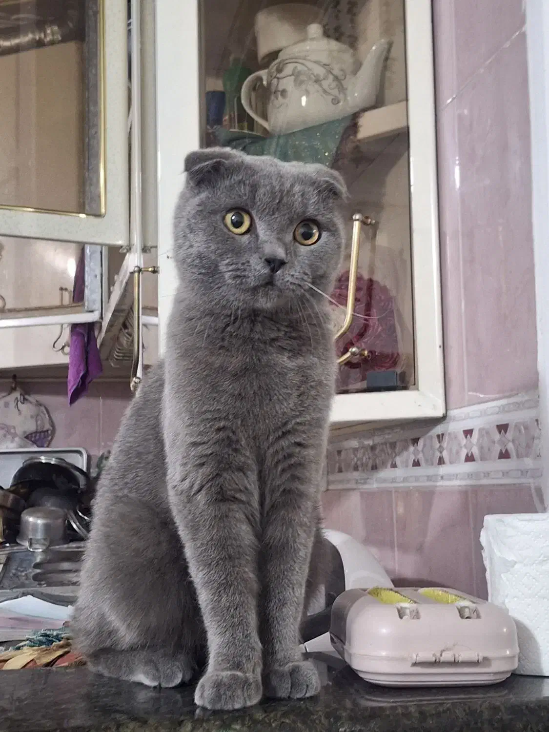 گربه اسکاتیش یک سال معاوضه پی اس|گربه|سیرجان, |دیوار