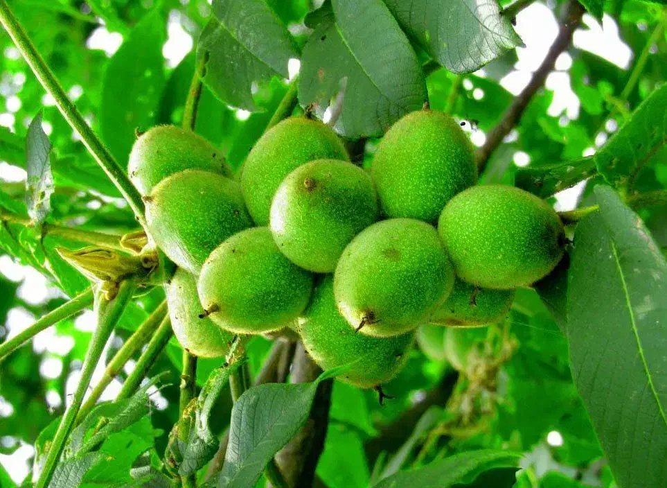 نهالستان پسته،گردو و بادام پربار و سردسیری پالیز|خدمات باغبانی و درختکاری|شبستر, |دیوار