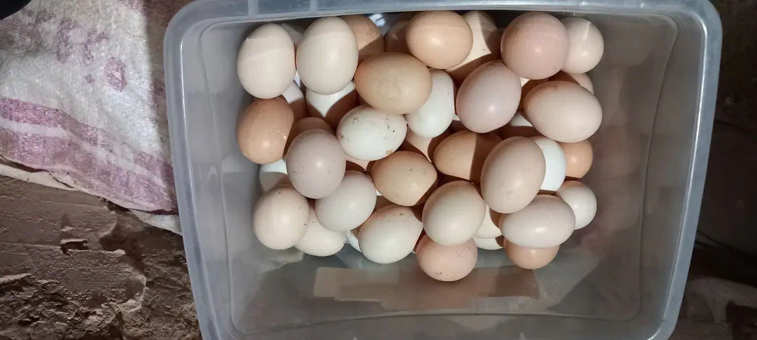 تخم مرغ محلی تازه|خوردنی و آشامیدنی|نیشابور, کوی حسینی|دیوار