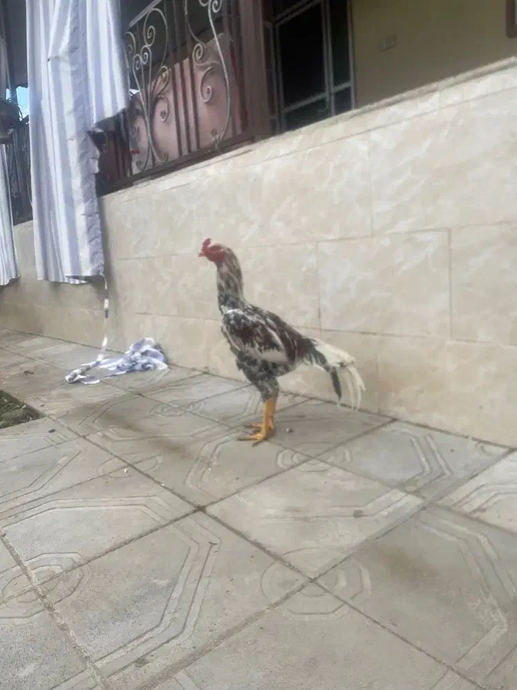 لاری اصیل|حیوانات مزرعه|رشت, فلسطین|دیوار