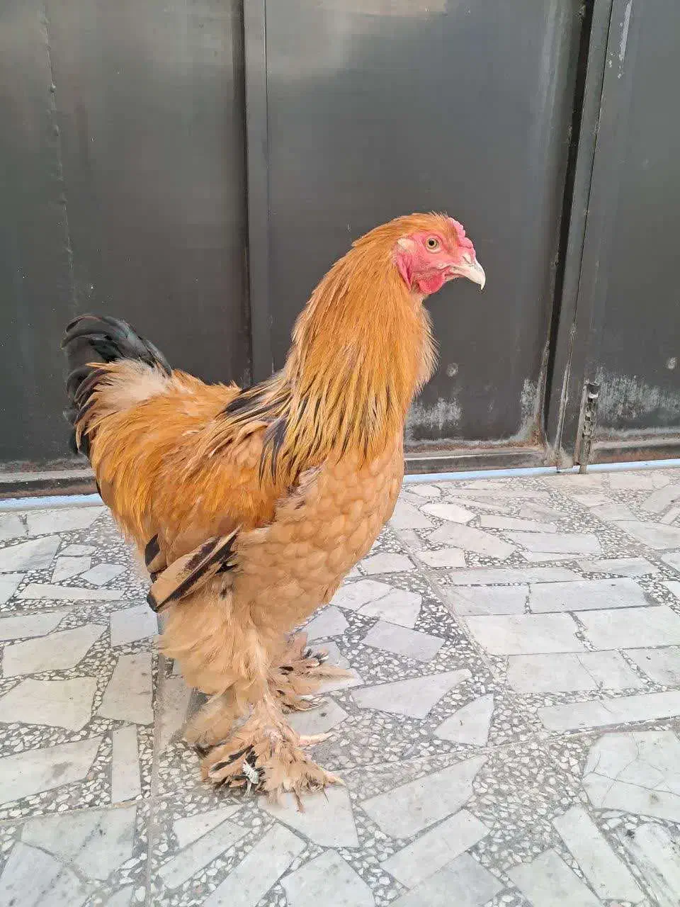 خروس امپراطور نژاد اصیل|حیوانات مزرعه|بابلسر, |دیوار