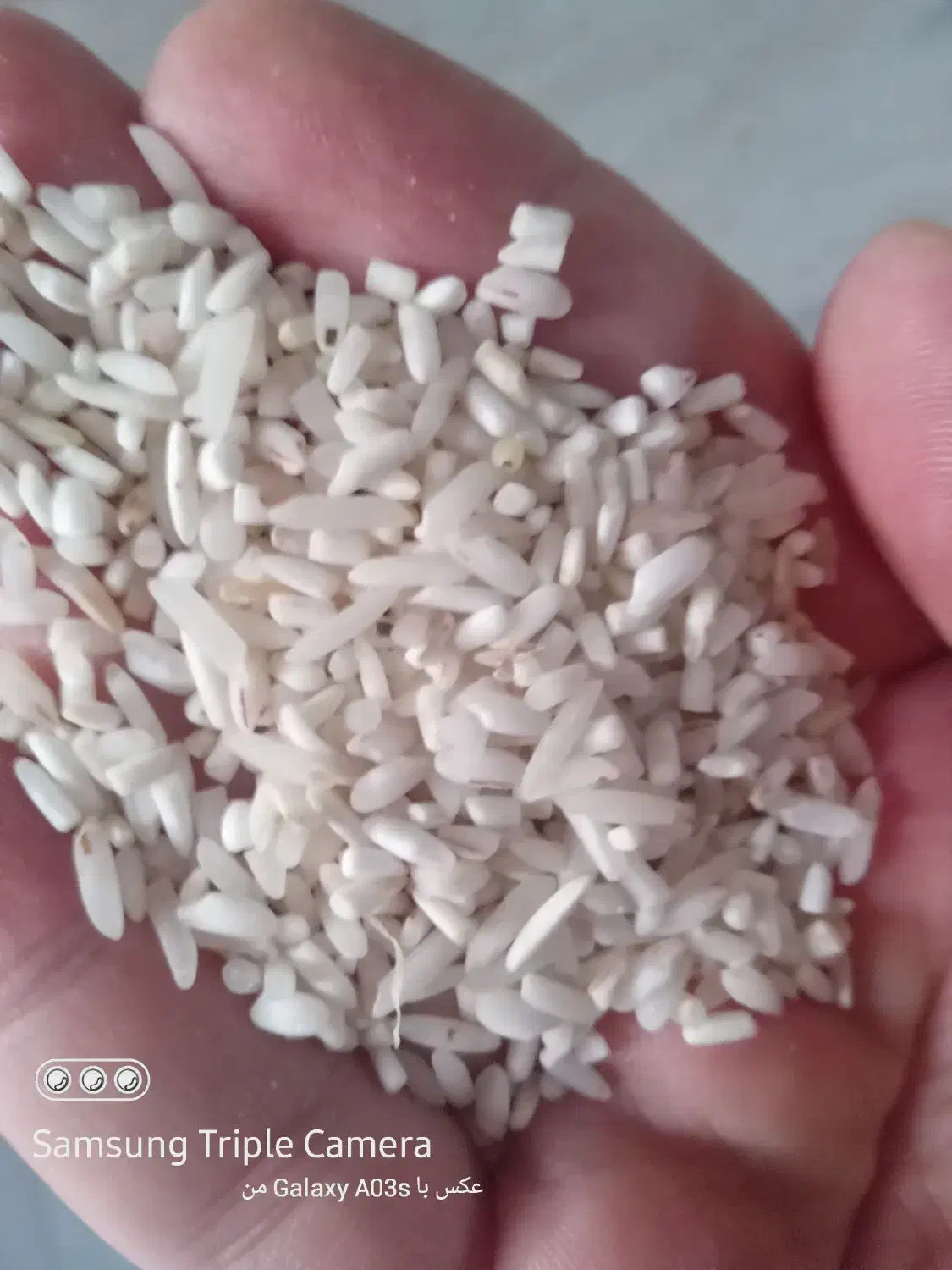 برنج لاشه طارم هاشمی|خوردنی و آشامیدنی|بهشهر, |دیوار