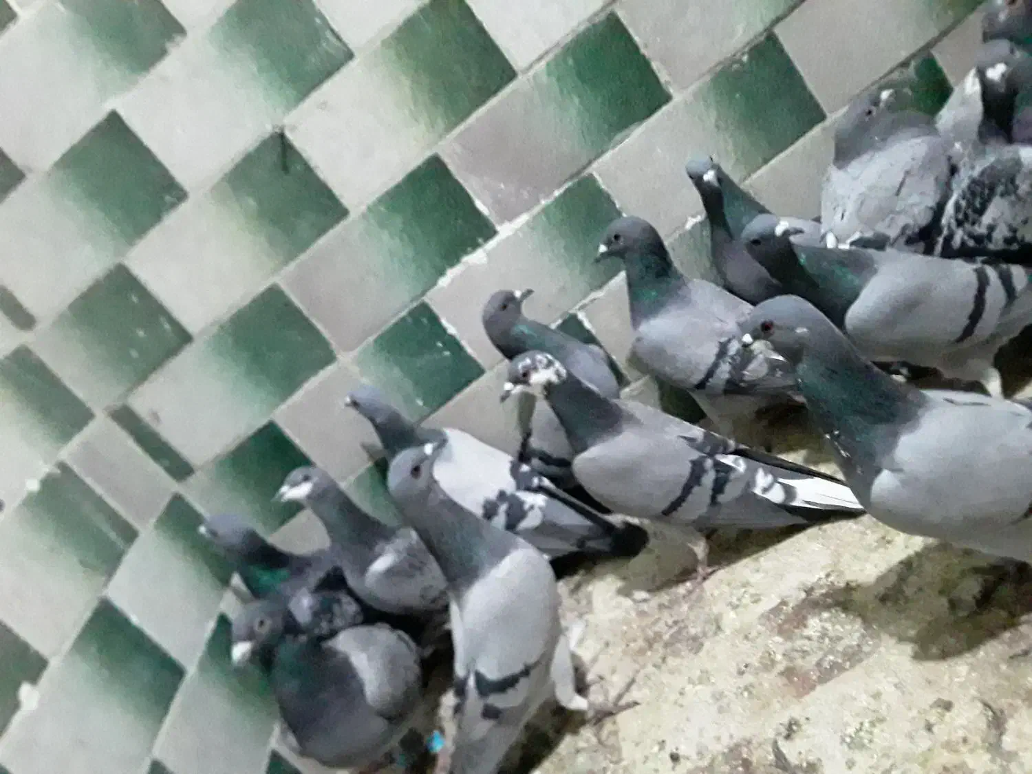 حدودا۲۰تاکفتر سبز المانی ودورگ و۳۰تاتهرانی ودورگ|پرنده|مشهد, شهید بصیر|دیوار