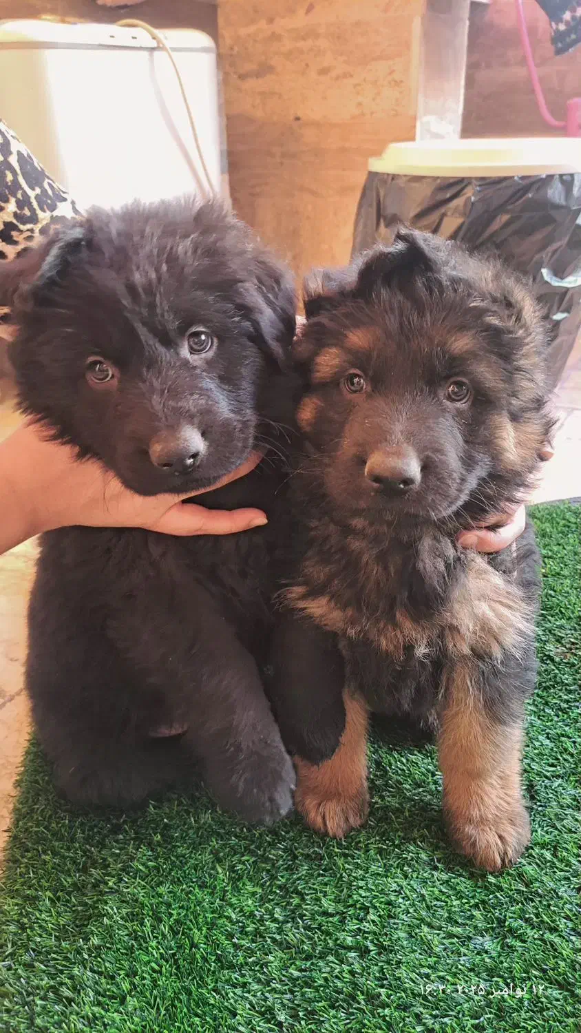 توله ژرمن خالص|سگ|کرج, شهرک سپهر|دیوار