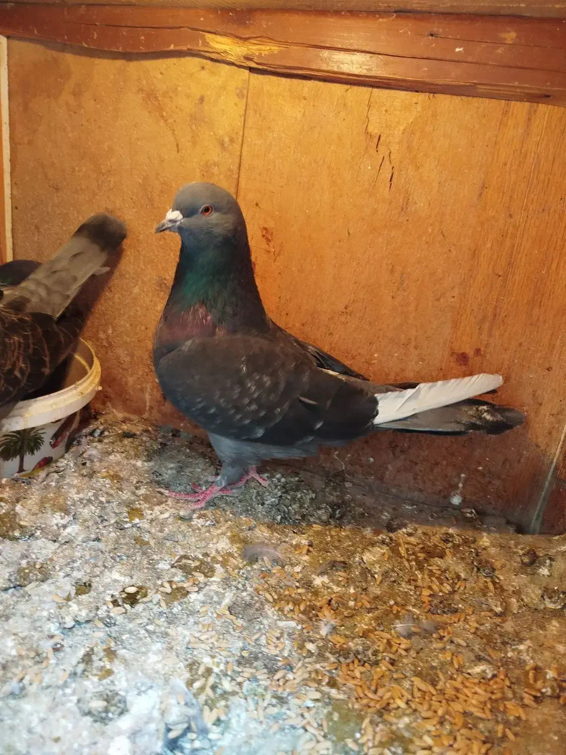 کفتر پرشی|پرنده|قرچک, فردیس|دیوار